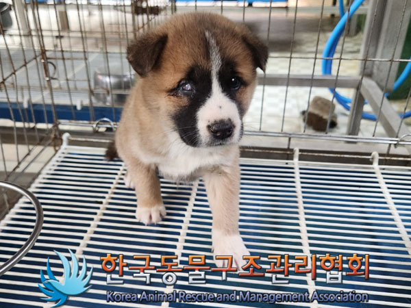 한국동물구조관리협회_441406202301505
